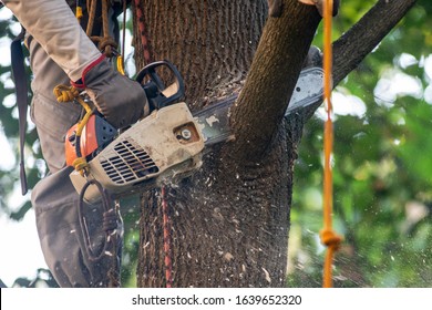 The Importance of Hiring an Arborist for Landscaping and Tree Care