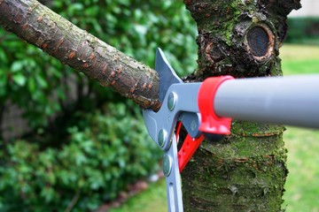 What Determines the Cost of Tree Trimming?