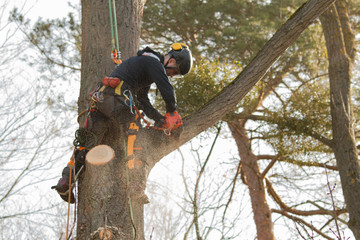 Why You Should Choose a Tree Service