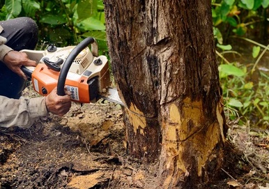 Choosing a Tree Removal Service