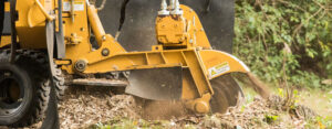 tree grinding services