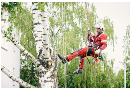 tree removal